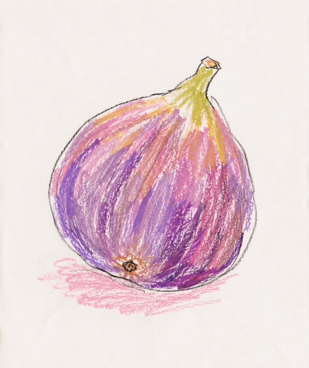 无花果蜡笔画